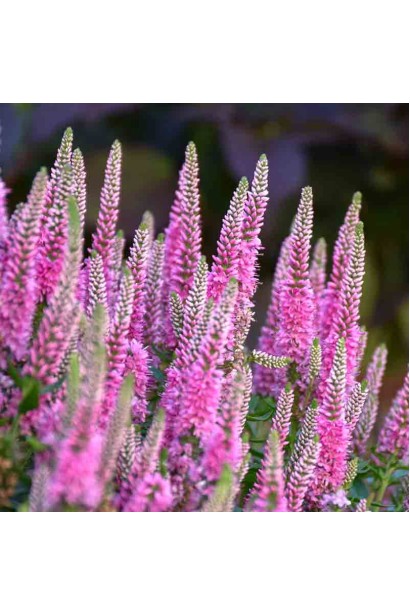 Цвітіння вероніки колосистої